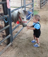 Medina County Fair
