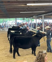Henry County Fair