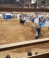 Muskingum County Fair