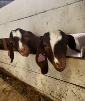 Centre County Grange Fair