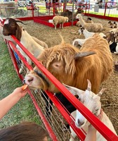 Westmoreland Fair