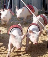 LaGrange County 4-H Fair