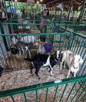 Brown County 4-H Fair