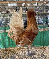 Brown County 4-H Fair