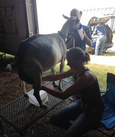 South St. Louis County Fair