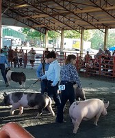 Orange County Fair