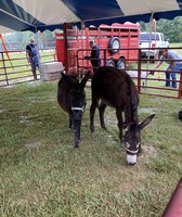 Amelia County Fair