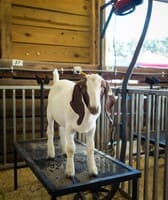 Gwinnett County Fair