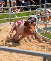 Chesterfield County Fair
