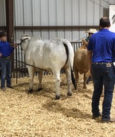 Natchitoches Parish Fair
