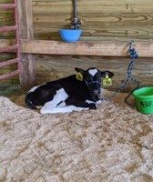 Montmorency County 4-H Fair