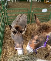 St. Clair County 4-H & Youth Fair