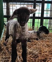 St. Joseph County Grange Fair 