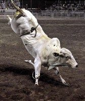 Tri-County Fair
