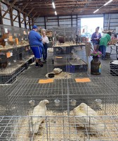 Cortland County Junior Fair