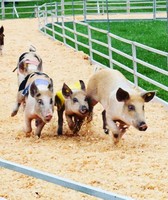 Genesee County Fair