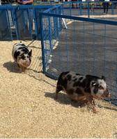 Howard County Fair