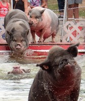 Ulster County Fair