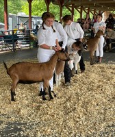 Ulster County Fair
