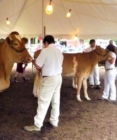 Anne Arundel County Fair