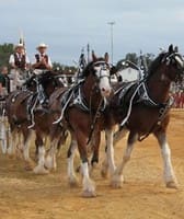 Charles County Fair