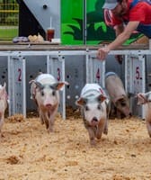 Mid-South Fair