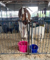 Decatur County 4-H Fair