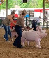 Fayette County Free Fair