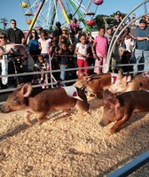 Howard County 4-H Fair