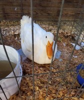 Owen County Fair