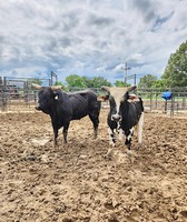 Parke County 4-H Fair