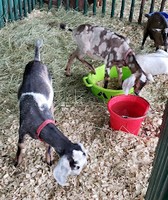 Randolph County 4-H Fair