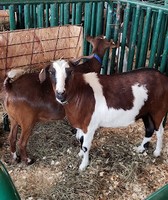 Randolph County 4-H Fair