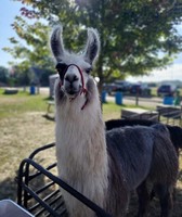 Shelby County Fair