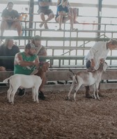 Starke County 4-H Fair