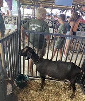 Warrick County 4-H Fair