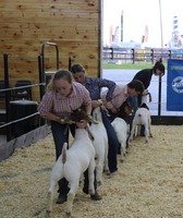 Fleming County Fair