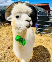 Woodford County Fair