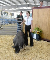 Allegany County Fair