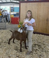 Allegany County Fair