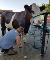 Baltimore County 4-H Fair