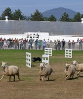 Fryeburg Fair