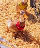 Waukesha County Fair