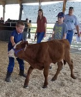 Saline County Fair