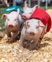 Outagamie County Fair