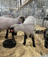 Chelan County Fair