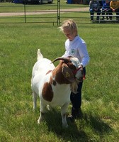 McLean County Fair