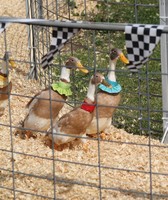 Rock County 4-H Fair