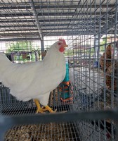 Monongalia County Fair