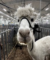 York State Fair
